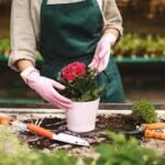 prendre soin des fleurs coupées