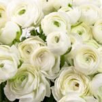 bouquet de renoncules blanches à Marrakech